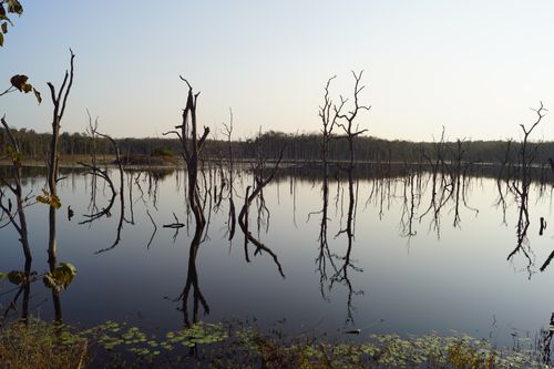 Free Peaceful lake scene with reflections of leafless trees and clear sky. Stock Photo