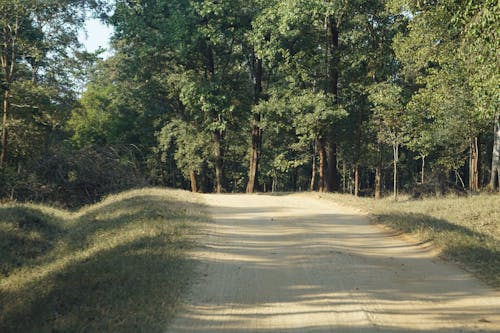 Dirt Road Surrounded by Green Trees