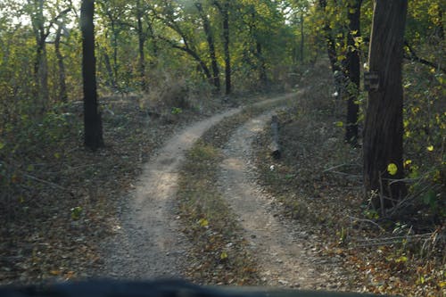 정글 도로의 무료 스톡 사진