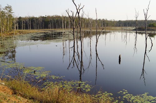 Reflection of Bare Trees in the Water