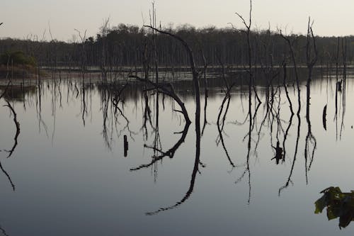 Bare Trees in a Swamp