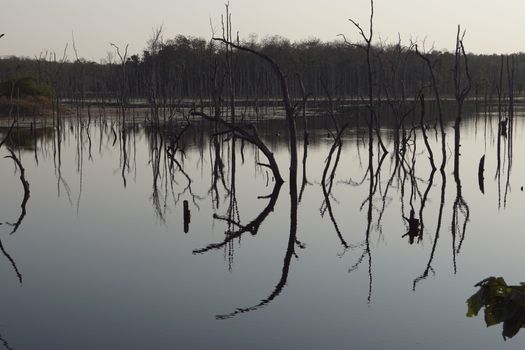 Peaceful scene of leafless trees mirrored in a still water body, evoking tranquility.