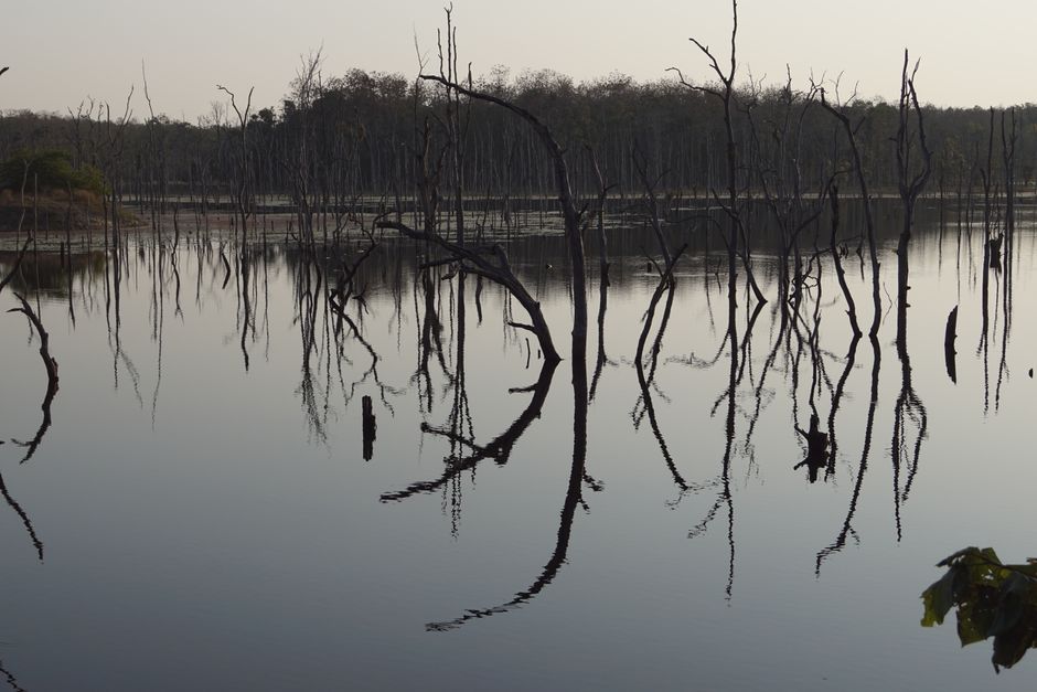 Peaceful scene of leafless trees mirrored in a still water body, evoking tranquility.