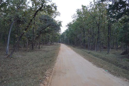 Brown Dirt Road Between Green Trees