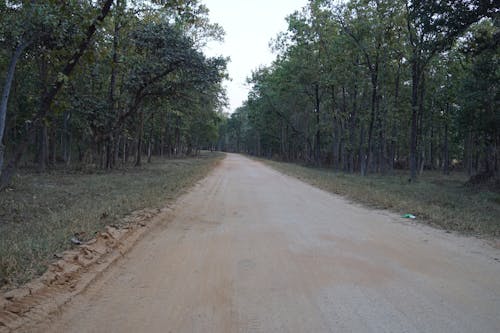 Brown Dirt Road Between Green Trees