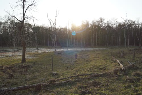 Bare Trees on Grass Field during Sunny Day