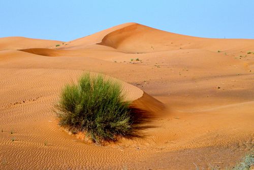 Free Breathtaking view of Hatta desert dunes with sparse vegetation on a sunny day. Stock Photo