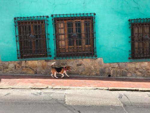 成年三色小猎犬在绿色混凝土建筑旁边的人行道上走过街照片