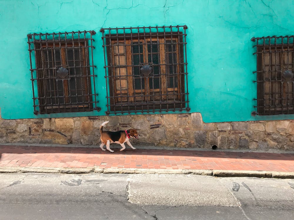 Free Adult Tri-colored Beagle Walking on Sidewalk Beside Green Concrete Building Across the Street Photo Stock Photo
