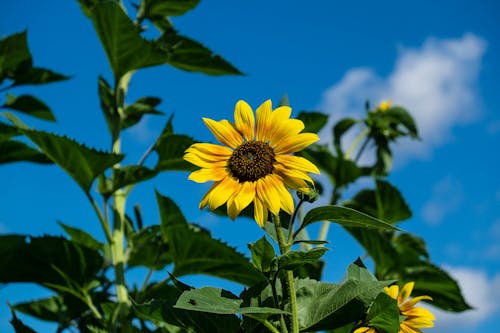 Yellow Sunflower Closeup Photography