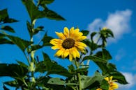 一朵充满活力的黄色向日葵矗立在明亮的蓝天下，云层散落