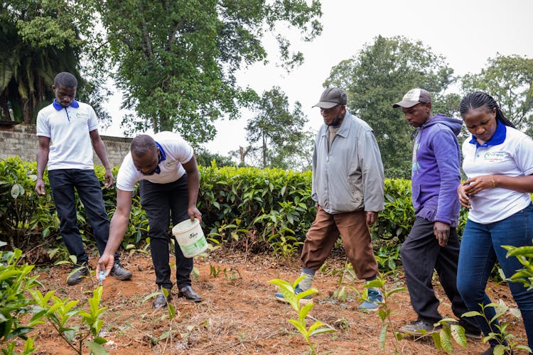 Farmers Checking Quality Of Tea Leaves