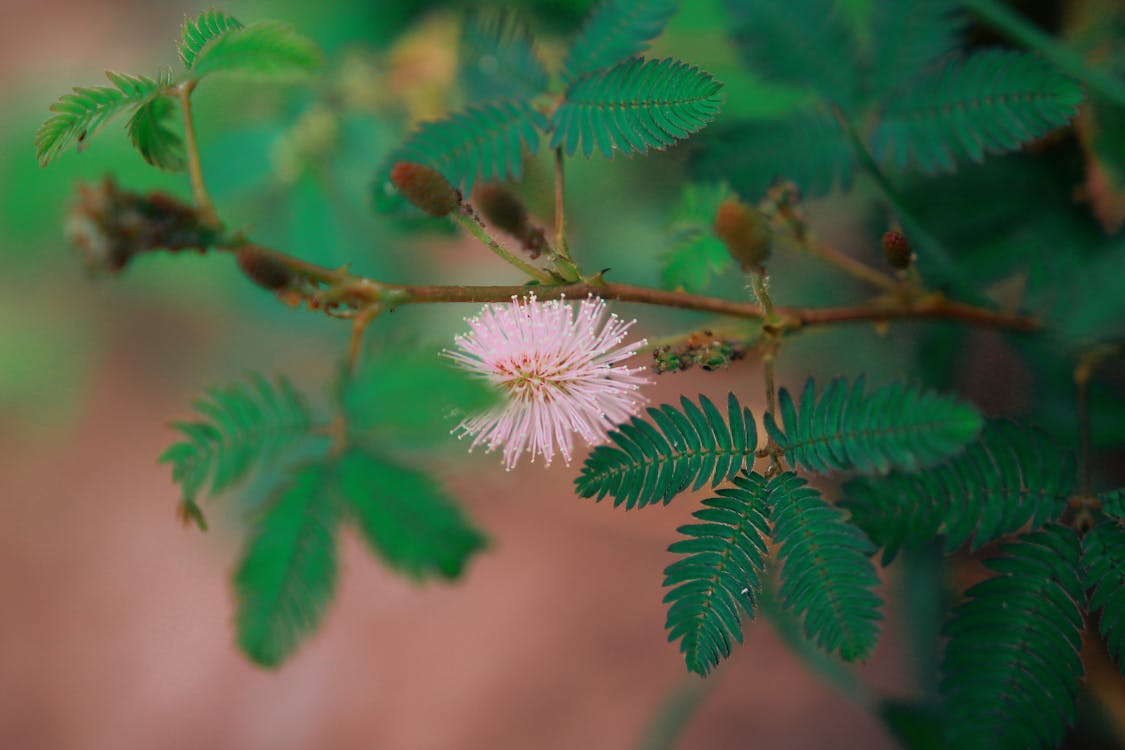 Close Up Photography of Pink Bottle Brush Flower