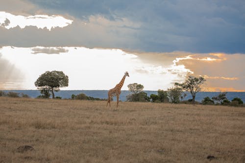Fotobanka s bezplatnými fotkami na tému divočina, Serengeti, žirafa