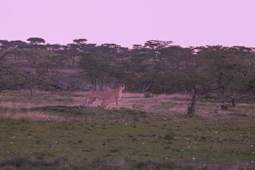Gratis lagerfoto af afrika, aften, antilope
