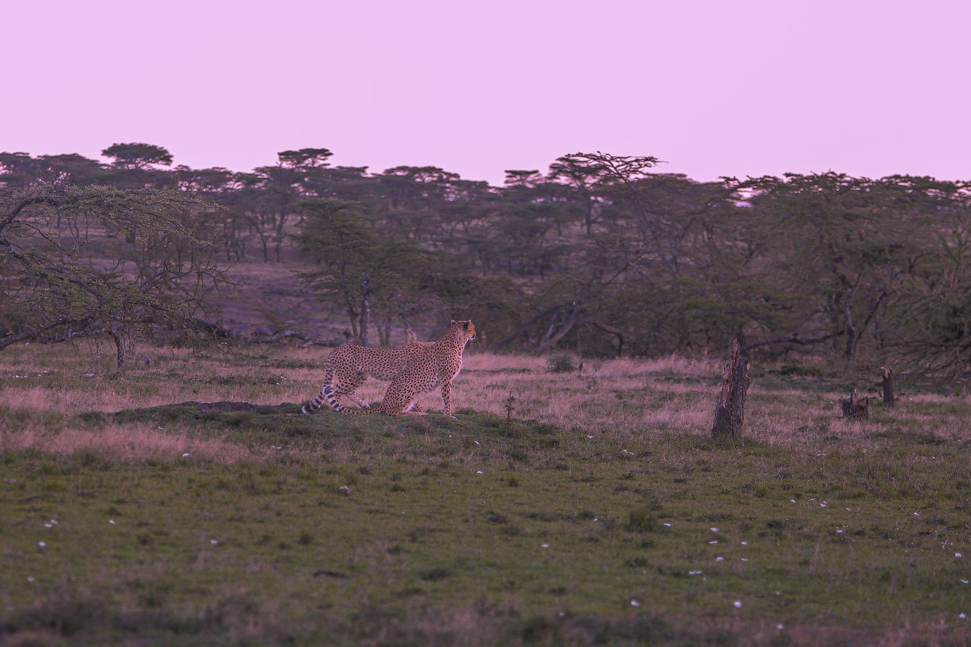 Cheetah in the Kenyan savannah at sunset