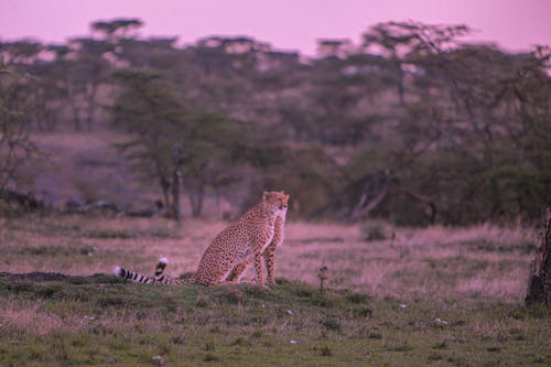 Бесплатное стоковое фото с bigcats, Африка, вечер