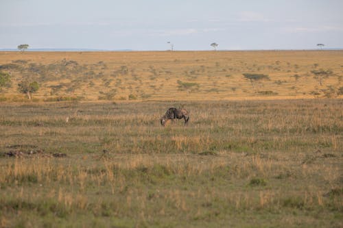 Бесплатное стоковое фото с bigcats, Антилопа, антилопа гну