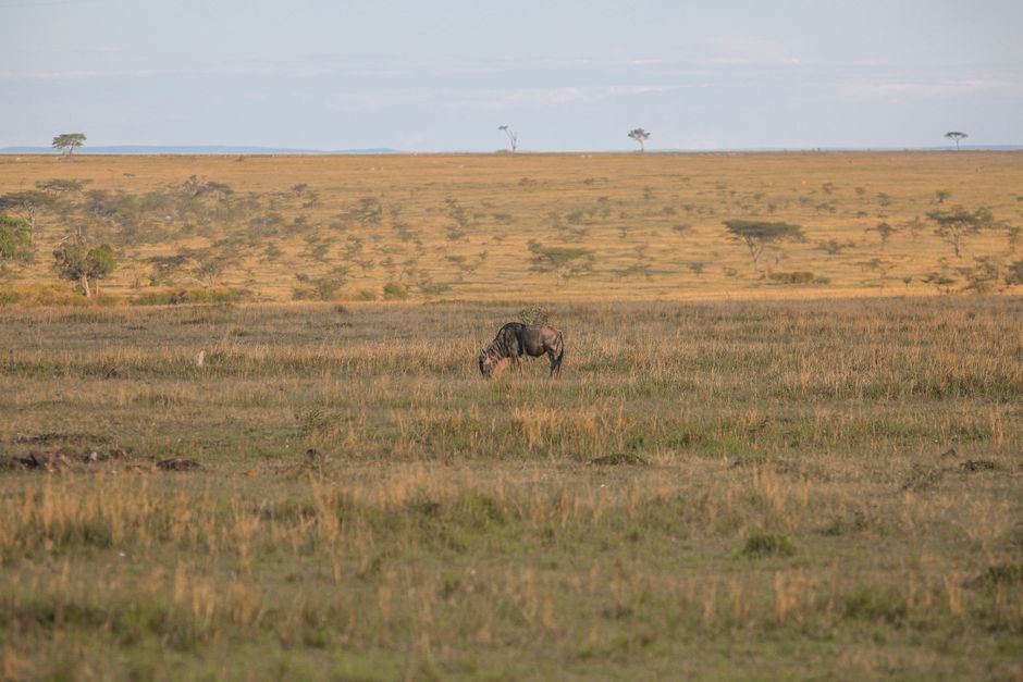 wide savannah plains, Pian Upe Wildlife Reserve, soft afternoon light
