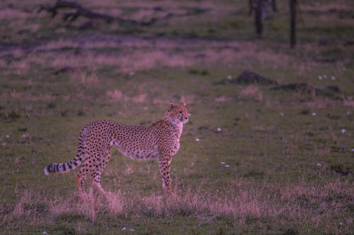 Gratis stockfoto met cheetah, dieren in het wild, dierenfotografie