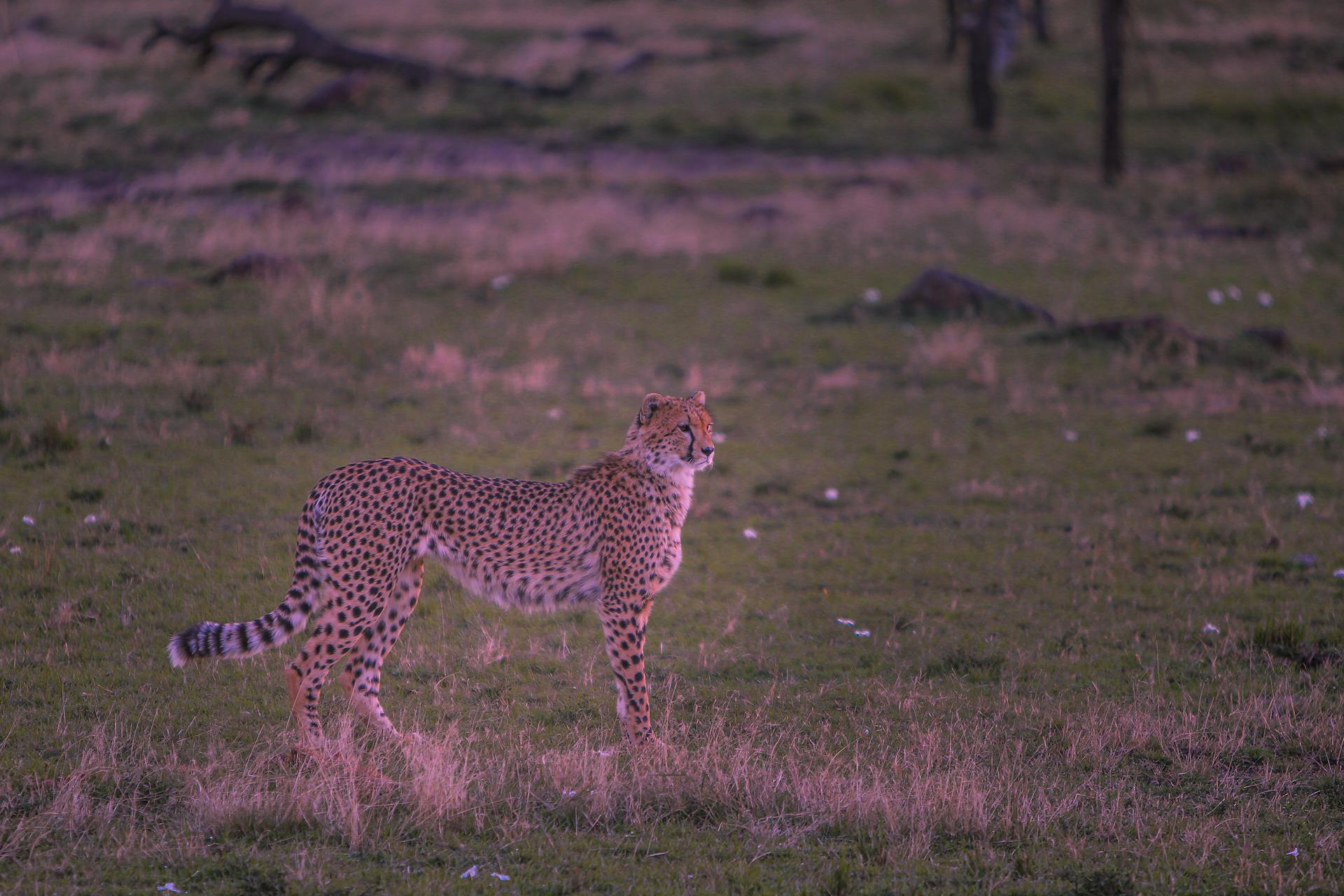 A cheetah stands alert in the Kenyan grasslands at dusk, showcasing its natural habitat.