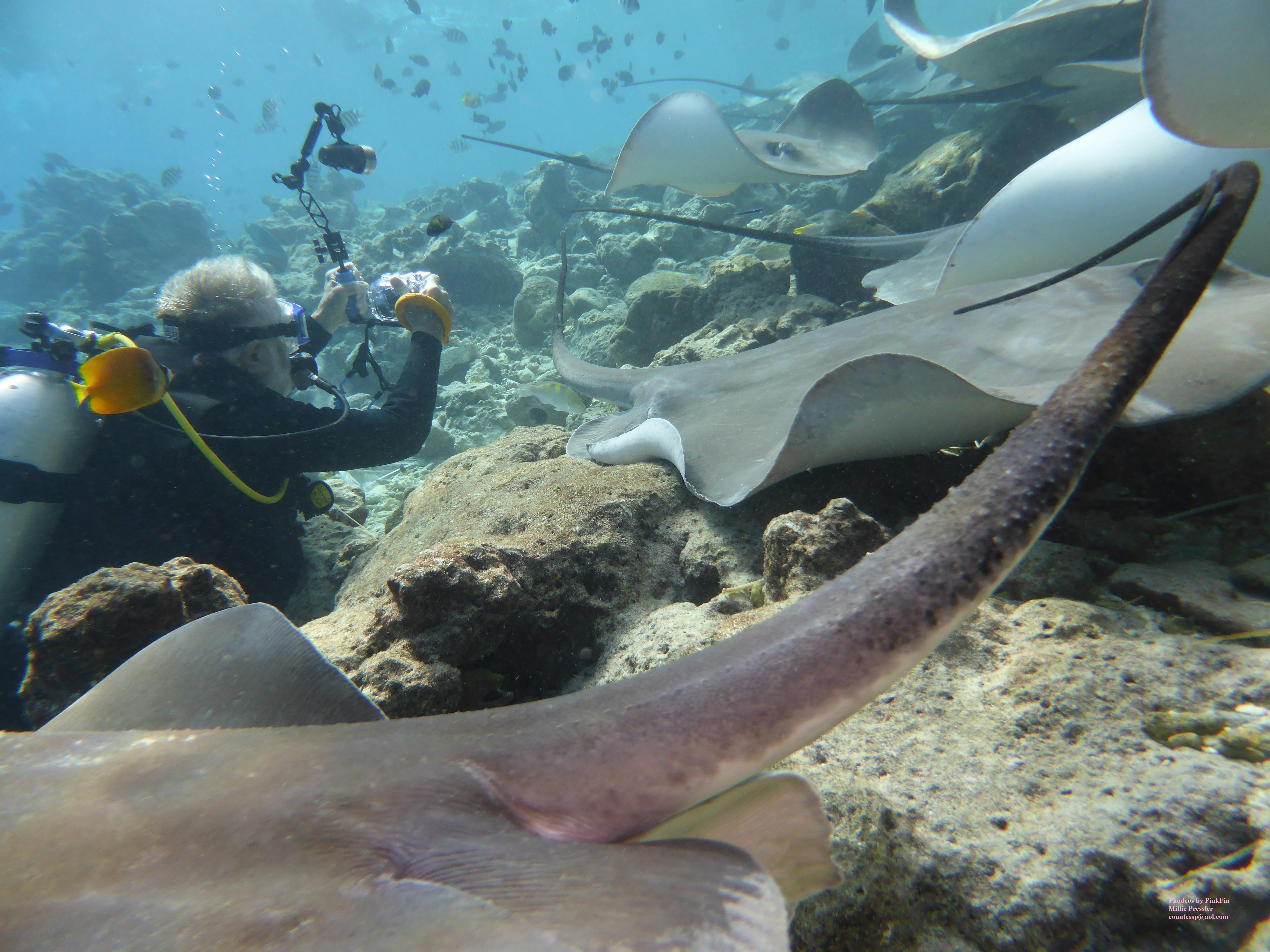 Free stock photo of Costa cruises, Fish tank dive site maldives, maldives