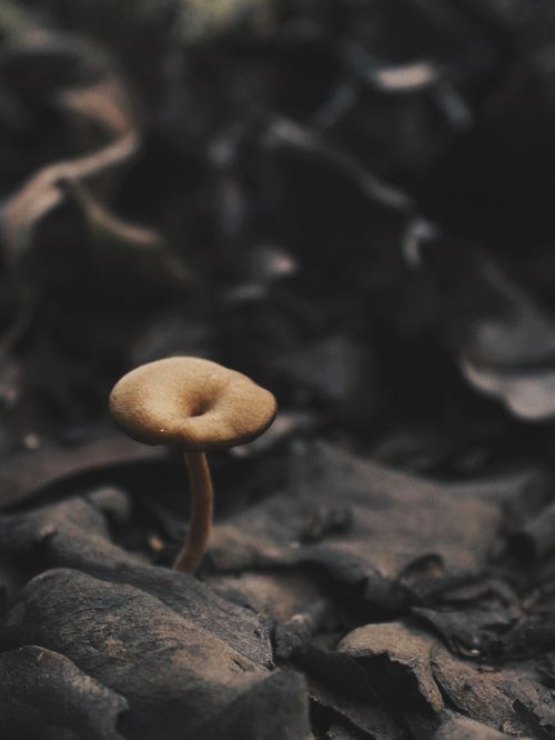 Free Detailed close-up of a small forest mushroom growing amidst dried leaves, highlighting its earthy texture. Stock Photo