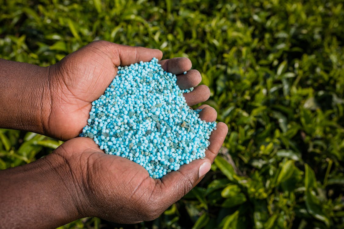 Hands Holding Blue Granulated Fertilizer · Free Stock Photo