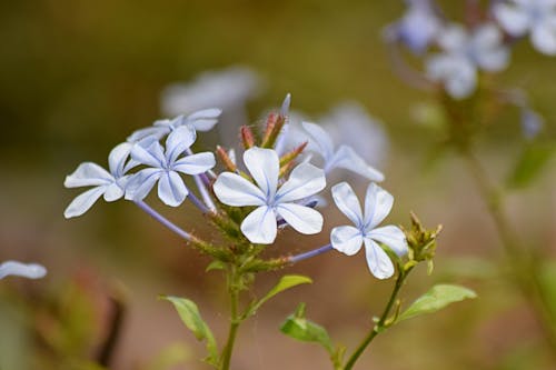 คลังภาพถ่ายฟรี ของ blue plumbago, กลีบดอก, ดอกไม้