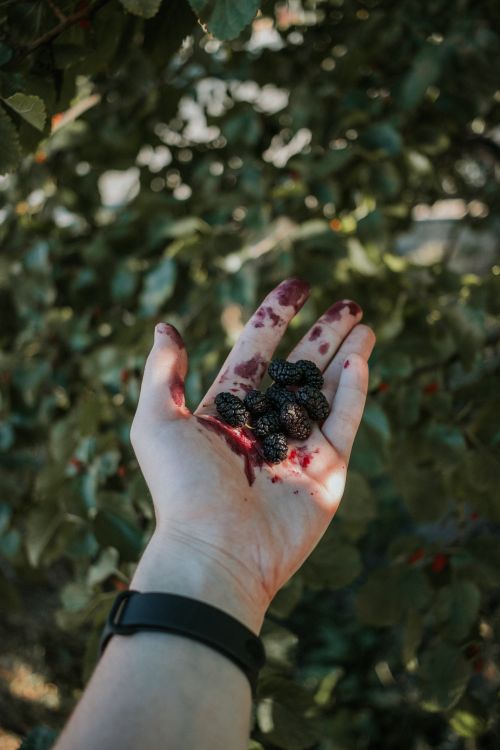 Free Close-up of a hand holding fresh mulberries outdoors with stained fingers, showcasing natural fruit vitality. Stock Photo