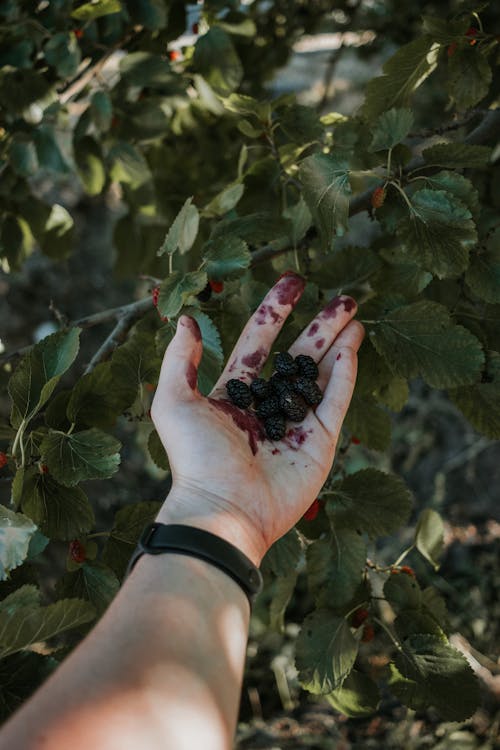 Fotos de stock gratuitas de blackberries, comida, Fruta