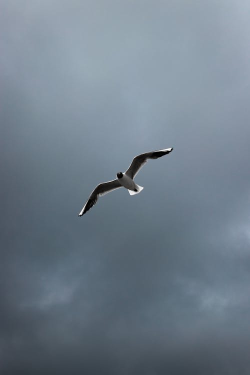 A Bird Flying Under a Cloudy Sky