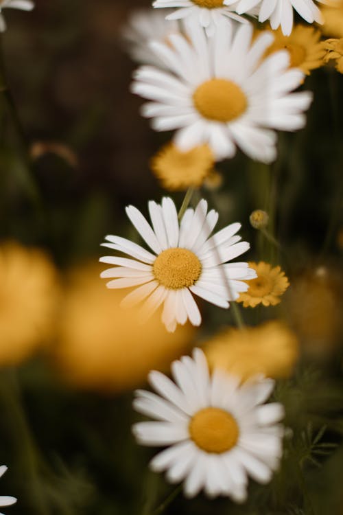 Photos gratuites de croissance, fermer, fleurs blanches