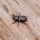 bugs