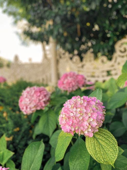 Free Pink French Hydrangea Flowers with Green Leaves  Stock Photo