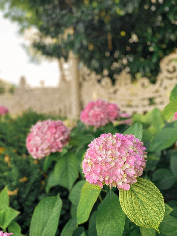 Pink French Hydrangea Flowers With Green Leaves 