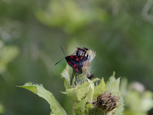 Free Red and Black Butterfly Perched on Purple Flower in Close Up Photography Stock Photo