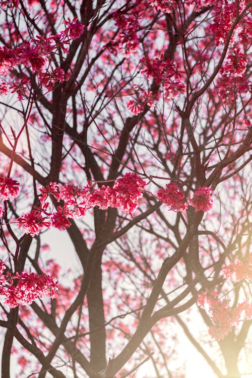 Безкоштовне стокове фото на тему «вертикальні постріл, весна, дерево» стокове фото