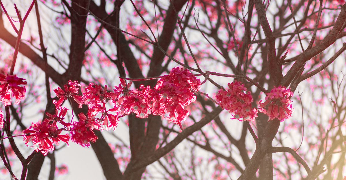 Spring Free Stock View of a Tree in Spring · Free Stock Photo