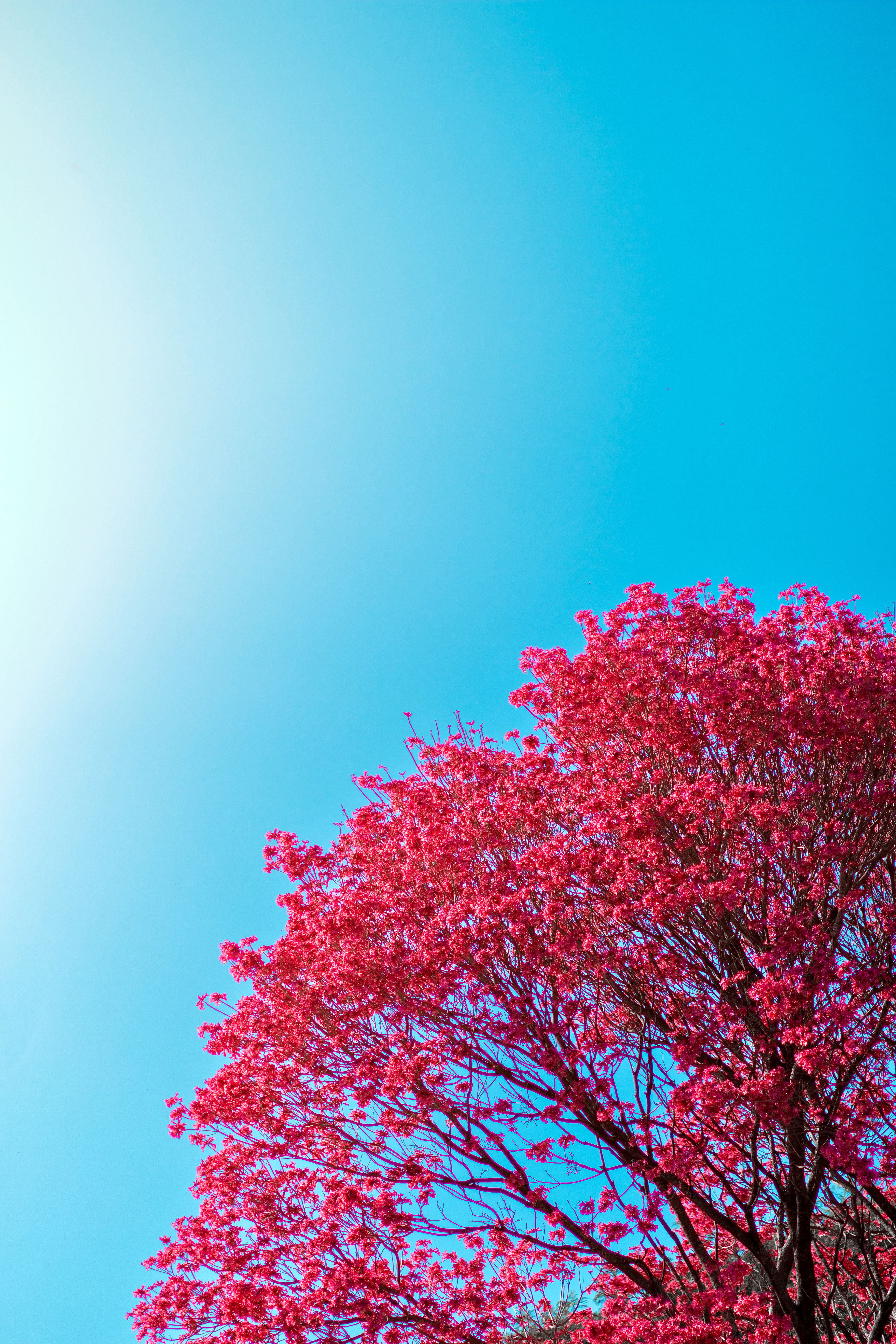 Red Maple Tree Under the Blue Sky · Free Stock Photo