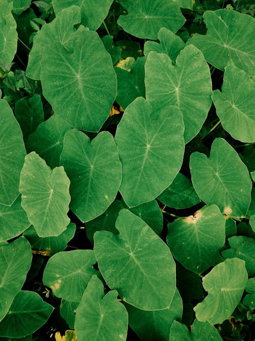Green Colocasia Formosana Leaves 