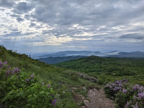 Fotos de stock gratuitas de arboles, cerros, césped