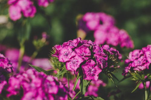 Free Close-up of bright pink flowers blooming in a lush garden setting. Perfect for nature themes. Stock Photo