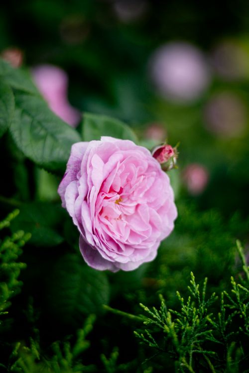 Free Close-up of a vibrant pink rose bloom surrounded by lush greenery in a Kyiv garden. Stock Photo