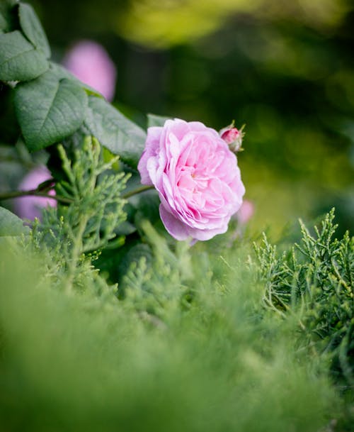 Blooming Pink Garden Rose