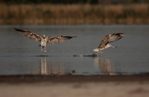Two Seagulls Flying over the Water