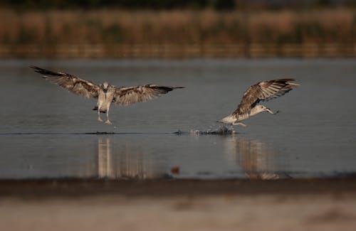 Two Seagulls Flying over the Water