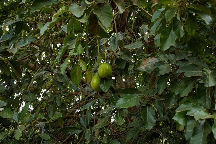 Avocado Growing On Tree