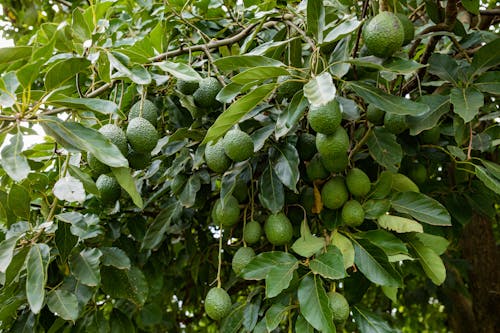 Close up of Green Fruit on Bush