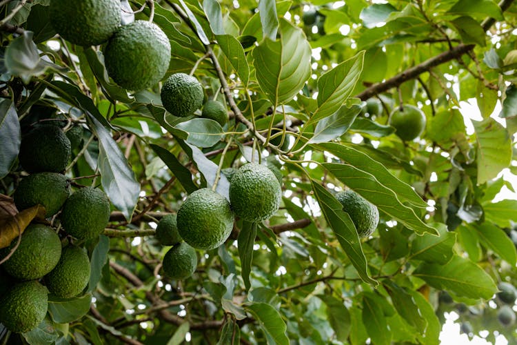 Bunch Of Avocado Fruits On The Tree 